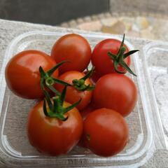 ミニトマト23日収穫