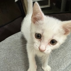 至急！里親募集！縁起のいい白猫！生後2ヶ月位