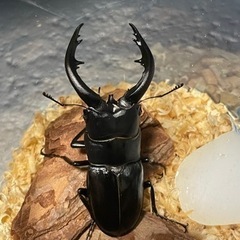 アマミノコギリクワガタ♂ 73㍉