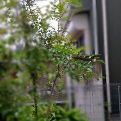 シマトネリコ(2.75m)