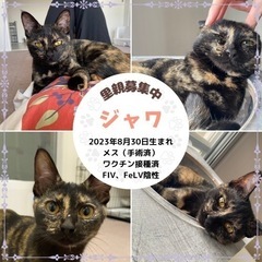 サビ　子猫　譲渡会参加