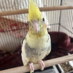 探してます