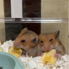 ハムスター生後2ヶ月