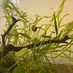カラーサザエ石巻貝（3匹）