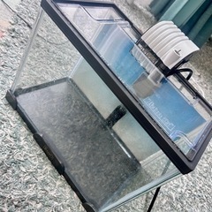 テトラ(tetra)の水槽