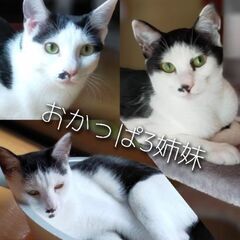 おかっぱ３姉妹