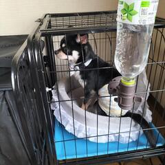1歳半、チワワ、家族募集中 - さいたま市