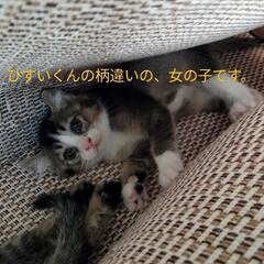 ご面会を経て、里親様が決定いたしました🩷るりちゃん🩷女の子🩷推定月齢２ヶ月🩷 - 角田市