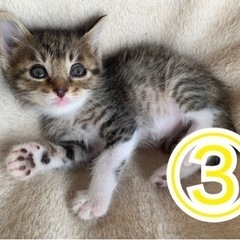 ⭐︎お話し中⭐︎(3)1.5ヶ月𓃠𓈒 𓂂子猫