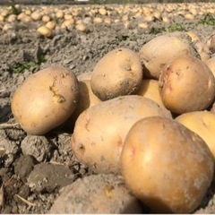 新じゃが（1kg）男爵、メークイン、北あかり食品