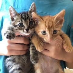 👶🐱兄弟一緒に里親様決定♥