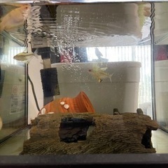 『熱帯魚🐠』レモンテトラ×2とゴールデンハニードワーフグラミー 1匹