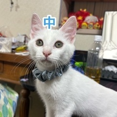 里親様トライアル開始一旦〆切ます生後３ヶ月白猫