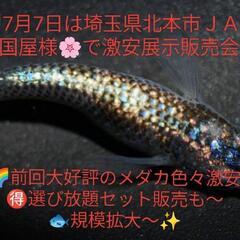 🌷ஐ೨🌸はるいろめだか🌸ஐ೨🌷極上エメラルド✨桜国屋の画像