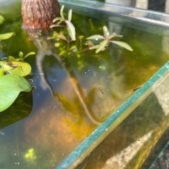 ④ メダカの稚魚（針子）40匹