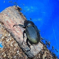 ヘラクレスオオカブト　♀ 66mm   使用済み　ヘラクレス　D...