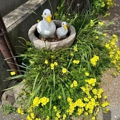 🍀🍀🍀全国から👩女性グルチャメンバー募集中〜🍀🍀🍀 - チャット