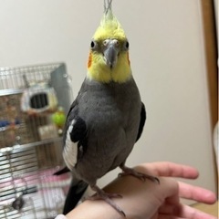 里親決定致しました。お問い合わせ頂き本当にありがとうございました🙇