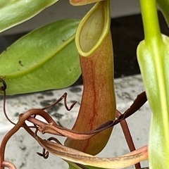 食虫植物愛好者募集