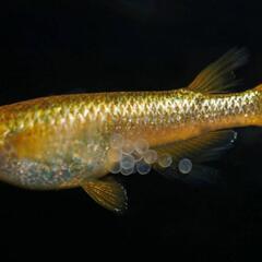 🌷ஐ೨🌸はるいろめだか🌸ஐ೨🌷✨サンシャイン🐟桜国屋様🌸の画像