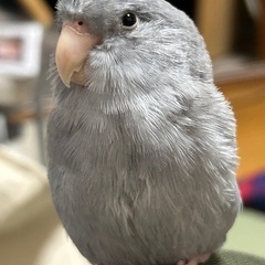 迷子のマメルリハインコを探しています。