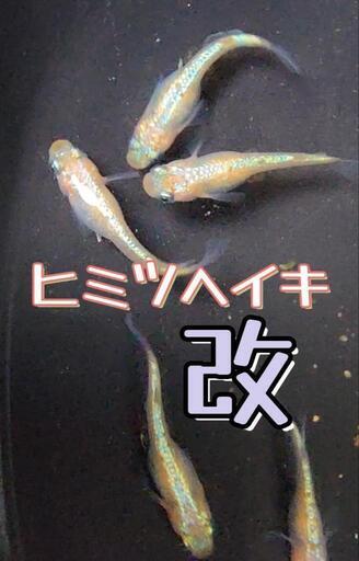 決まりました！ヒミツヘイキ改　メダカ　稚魚5匹　。