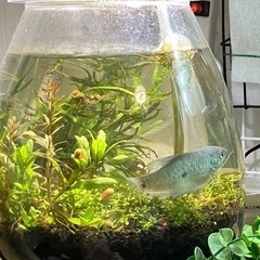 【里親さん　決まりました】熱帯魚の里親さん急募