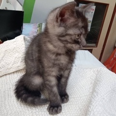 生後1ヶ月♡グレーキジぽい♡7兄弟の子猫