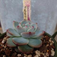 植物友達募集します!