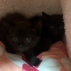 あまえんぼ黒猫姉妹