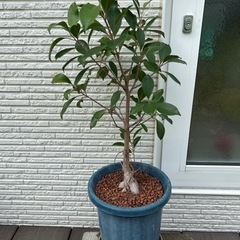 お話進んでます/ガジュマル鉢植え