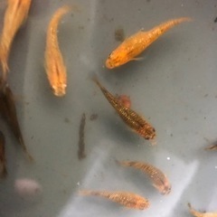 メダカ販売【レオめだか】の画像