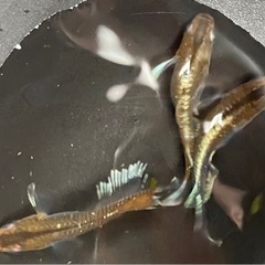 (値下げ)レッドクリフダーク　メダカ　雄1雌4