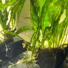 水草「ミクロソリウム ナローリーフ」をお譲りします。の画像