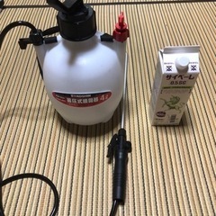 決まりました）サイベーレ