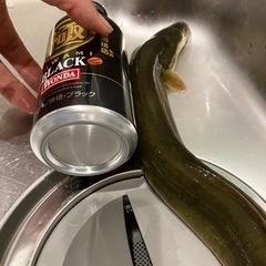 天然うなぎの画像