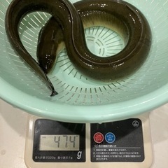 天然うなぎ