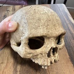 【受け渡し先が決まりました】エキゾテラ　爬虫類シェルタードクロ