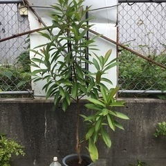 ゴードニア　１５０センチ