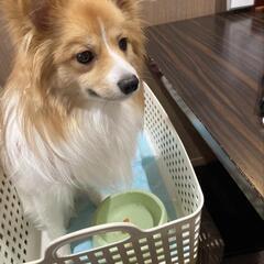 犬友さんほしいです - 友達