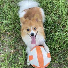 犬友さんほしいです