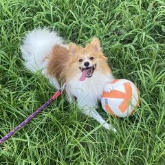 犬友さんほしいです - 松本市