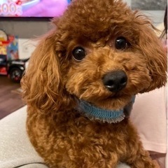 元気なトイプードル