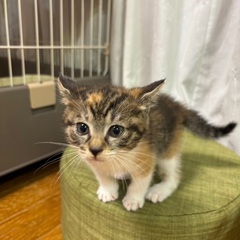 明るく元気な三毛猫リンちゃん