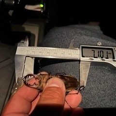 【道央産】クワガタ・カブトムシ　灯火採集の画像