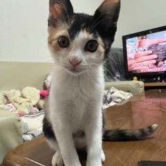 約3ヶ月⭐︎ミケ猫