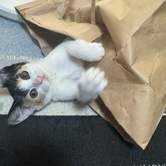約3ヶ月⭐︎ミケ猫 − 和歌山県