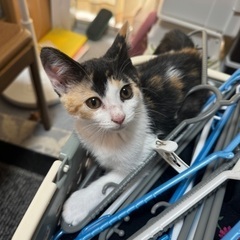 約3ヶ月⭐︎ミケ猫 - 伊都郡