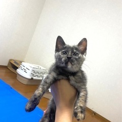 生後2ヶ月のさび柄の女の子 マーブルちゃん トライアル決まりました