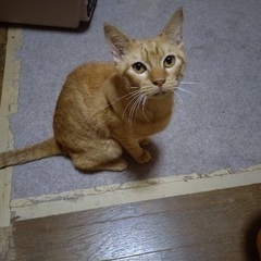 ⭐️ナレナレ茶トラ小麦くん